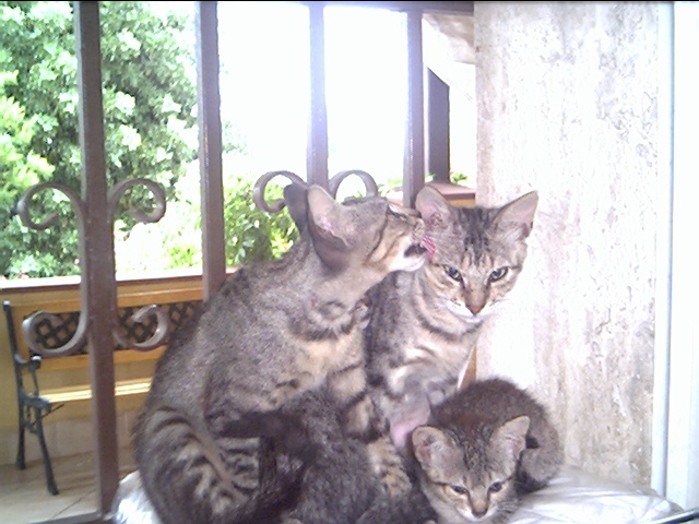 I gatti di NeelSole: Gioia, Bonum, Pax & Bonum